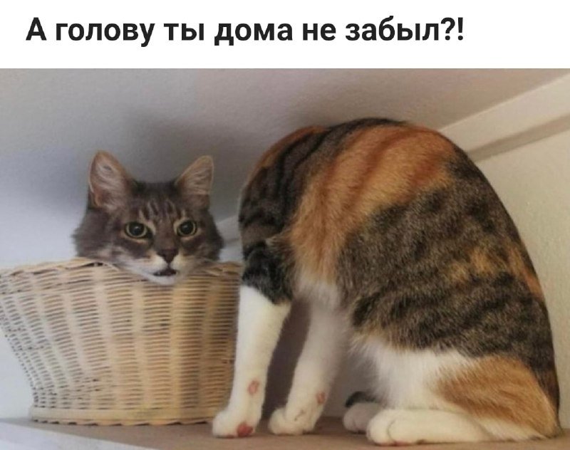 Мальчуган, когда в очередной раз посеял голову: 😭😭😭